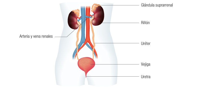 Sistema urinario